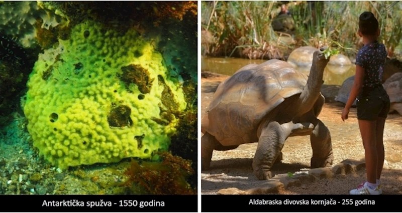 13 najdugovječnijih životinja na svijetu, pogledajte zanimljivu listu