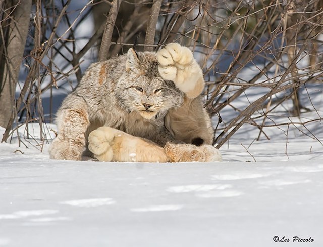 #1 Kanadski ris (Lynx Canadensis)