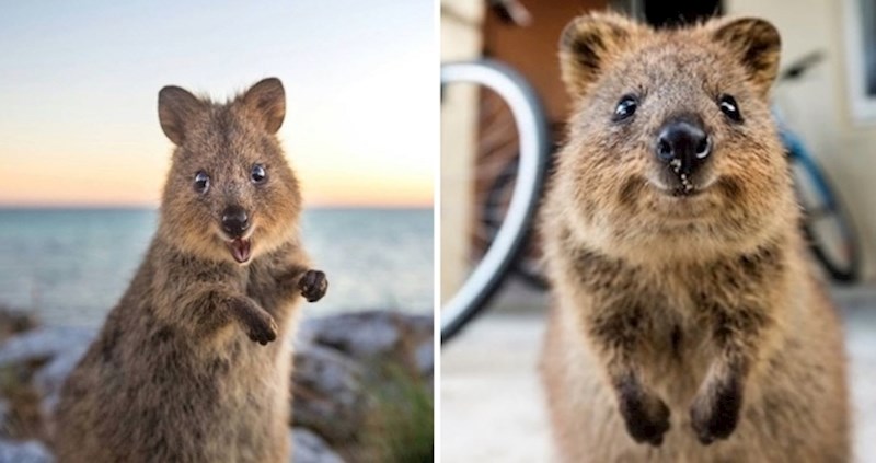 Upoznajte Quokku, australskog tobolčara koji izgleda kao da je ispao iz nekog od Disneyjevih crtića