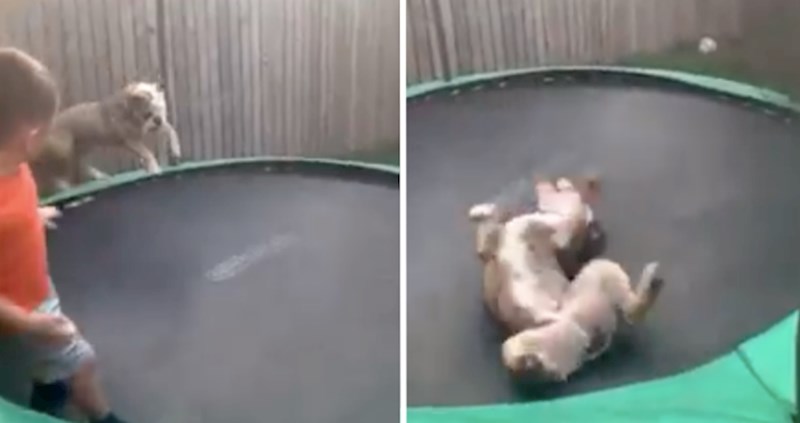 VIDEO Veselje ovog buldoga na trampolinu teško je opisati; ovo jednostavno morate vidjeti