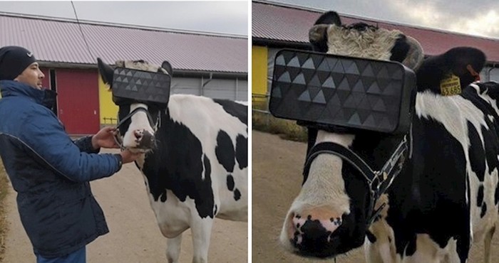 Ruski farmeri kravama stavljaju VR naočale, pogledajte zanimljiv razlog