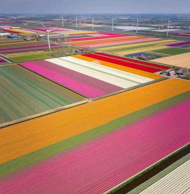 "Polje tulipana u Nizozemskoj."