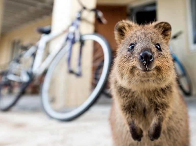Quokka je divlja životinja