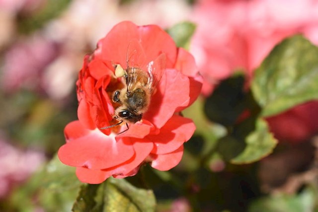 #7 Pčele se uspavaju nakon što piju nektar i povremeno se odmore na cvijeću.