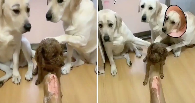 Sumnjate li i vi na psa koji je ovo napravio, čini se da labradori znaju