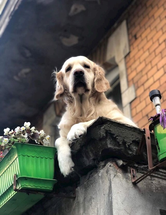 Nedavno je novo, vrlo neobično mjesto pod nazivom "Pas s balkona" postalo poznato u poljskom gradu Gdanjsku.