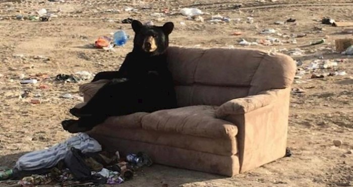 Oduševljeni crni medvjed opustio se na kauču usred odlagališta otpada