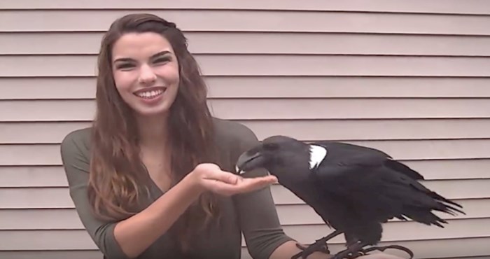 VIDEO Paige Davis obožava ptice, ovog gavrana naučila je oponašati ljudski govor