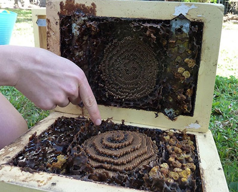 Ova spiralna košnica ima šest katova.