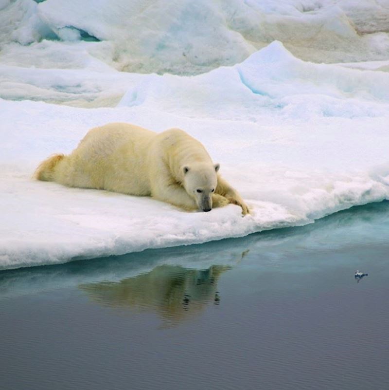 12. Oni satima mogu gledati svoj odraz.