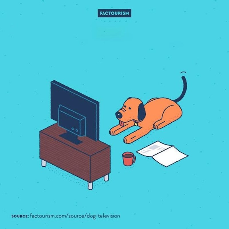 9. Zahvaljujući ravnim ekranima i visokoj rezoluciji, psi mogu gledati TV baš kao i ljudi.