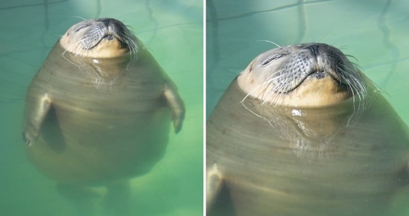15 opuštenih životinja koje će vam pomoći pronaći svoj zen čak i ako ste usred kaosa