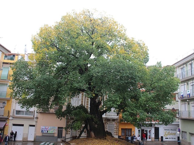 #11 Brijest Navaja, Španjolska