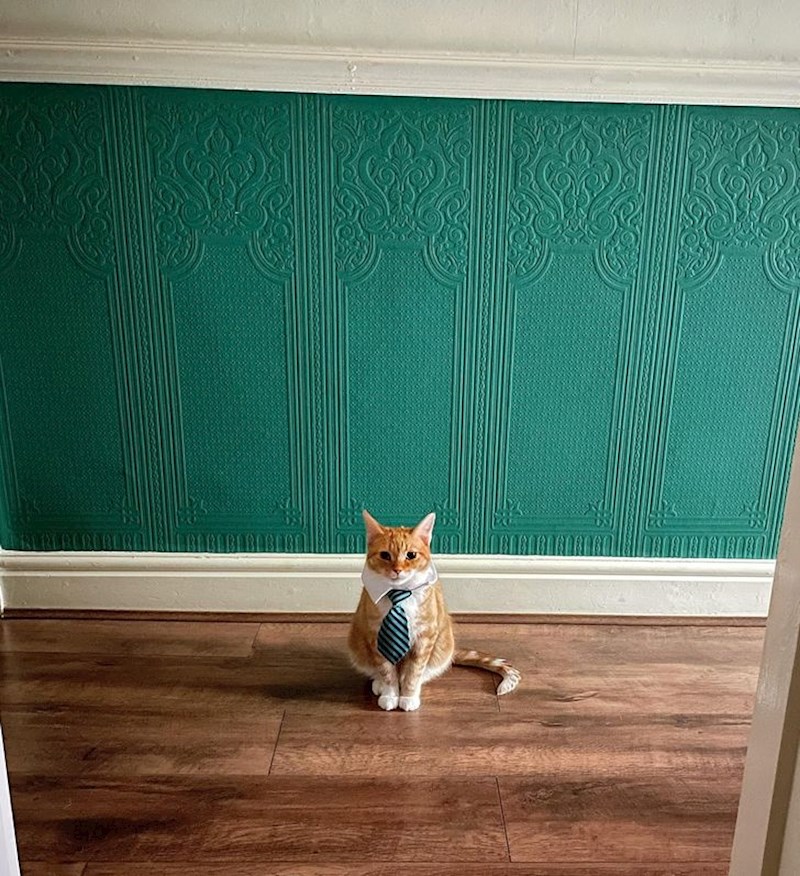 “Način na koji me moja mačka čeka ispred kupaonice.”