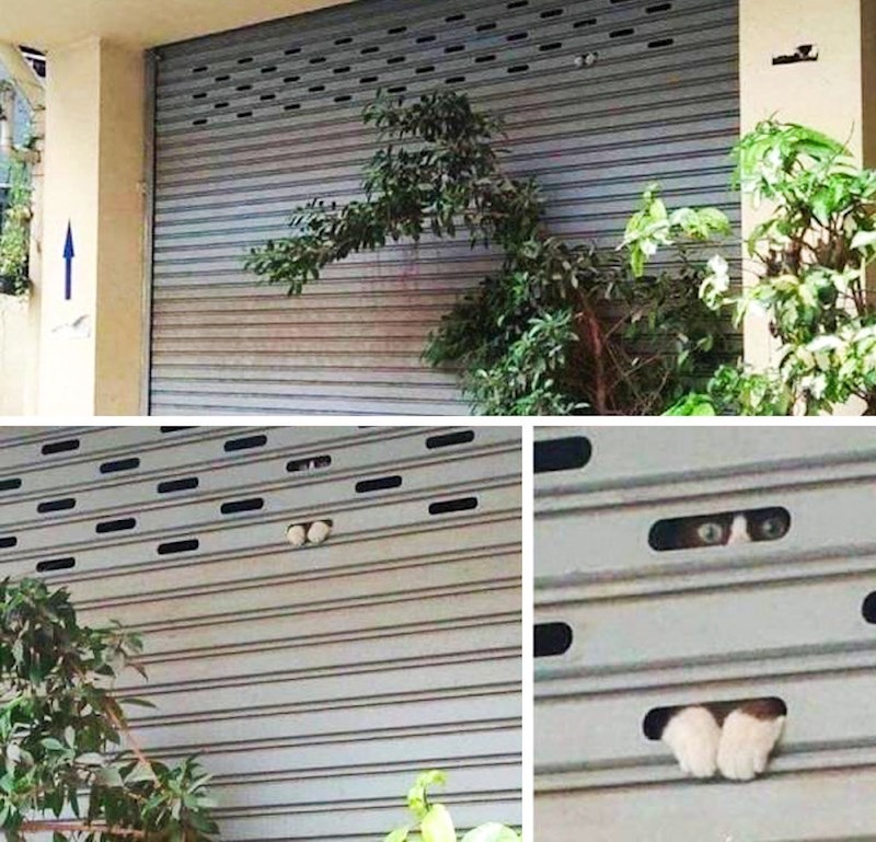 Nije nam jasno kako se uspio popeti ovdje. :)