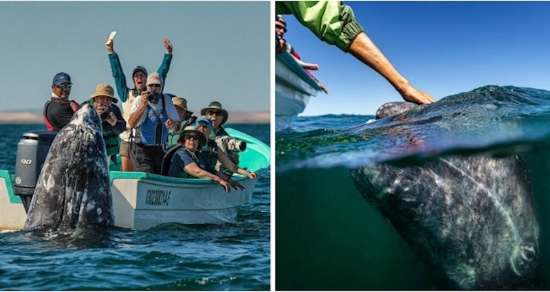 Ovaj fotograf zabilježio je rijetki trenutak interakcije kitova s turistima