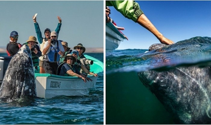 Ovaj fotograf zabilježio je rijetki trenutak interakcije kitova s turistima