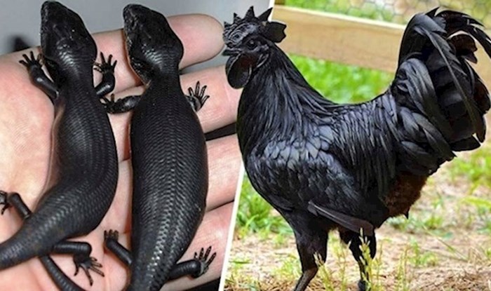 Ove fotografije dokaz su da je svijet pun prizora koje ste možda smatrali nemogućima