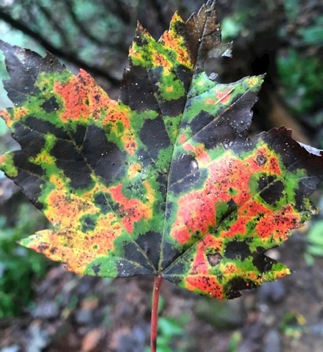 "Našao sam ovaj list koji izgleda kao meteorološki radar."