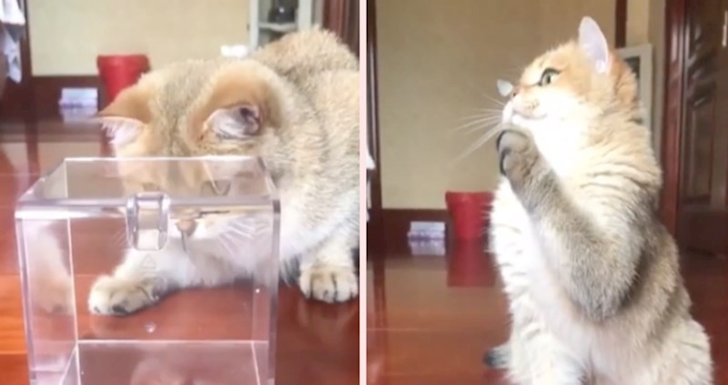 Vjerojatnost da se nešto ovako slatko dogodi toliko je mala da je ova snimka pravi dragulj