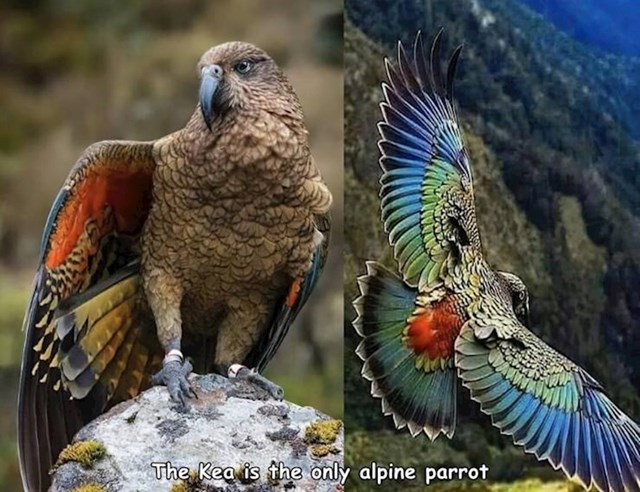 #8 Prekrasna vrsta papiga Kea jedina je koja živi u planinama.