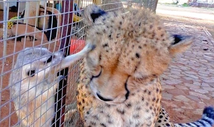 VIDEO Kinji je gepard koji voli biti u centru pažnje, pogledajte što o tome misle merkati