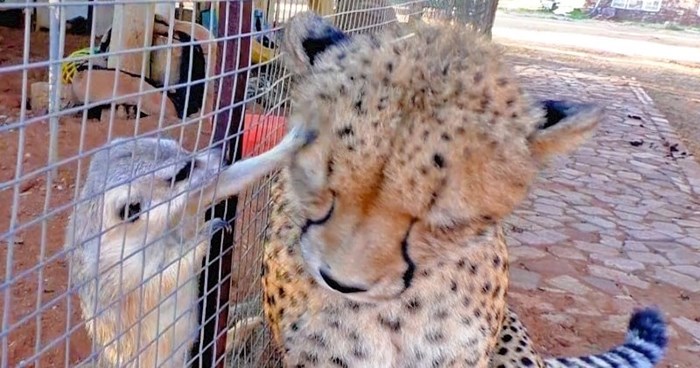VIDEO Kinji je gepard koji voli biti u centru pažnje, pogledajte što o tome misle merkati