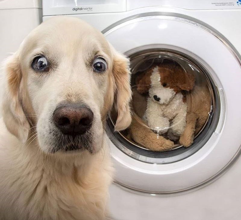 Njegov najbolji prijatelj završio je u strašnoj perilici rublja. :)