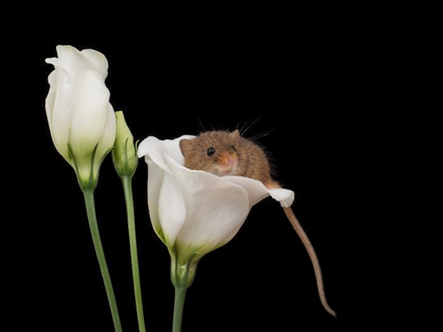 #2 Postoje mali miševi koje se može pronaći unutar cvijeća.