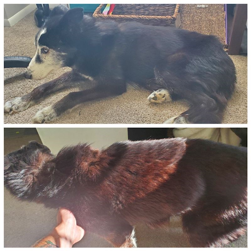 “Ovo je Sirius! Njegove prave boje dolaze do izražaja kada stoji na suncu. ”