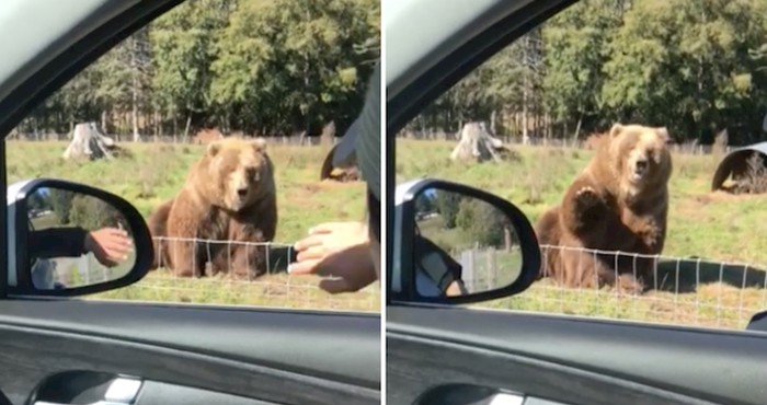 VIDEO Žena je mahnula medvjedu, ali nije očekivala da bi joj mogao i odgovorit