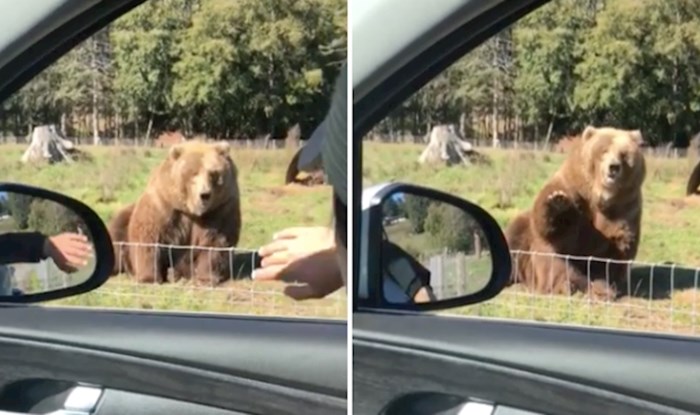 VIDEO Žena je mahnula medvjedu, ali nije očekivala da bi joj mogao i odgovorit