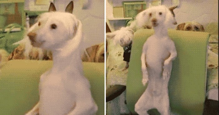 Ovaj pas svojim pokretima uspio je svu pažnju svaliti na sebe