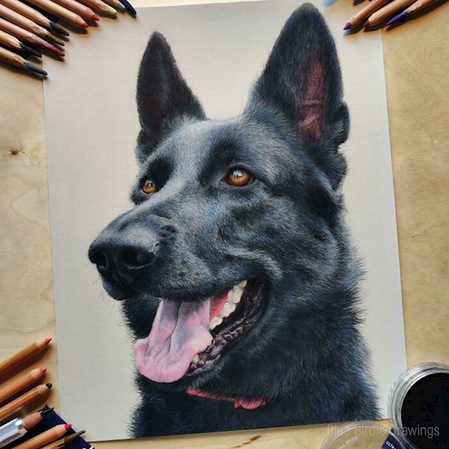 #5 Napravio sam portret njemačkog ovčara s pastelnim olovkama.