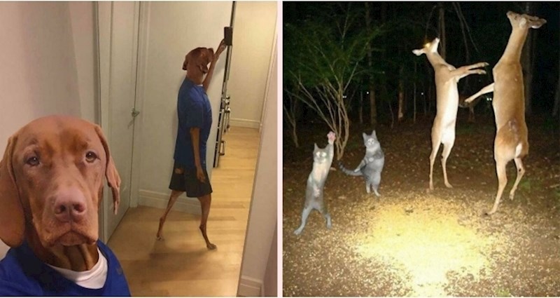 19 fotografija čudnih životinja koje se jednostavno ne mogu objasniti