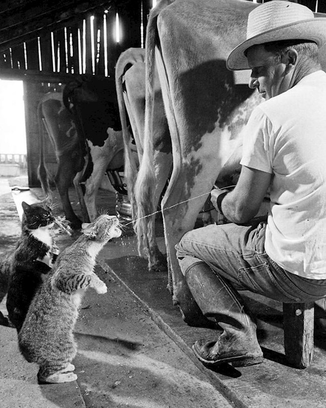 Mačke Blackie i Brownie hvataju mlijeko tijekom mužnje na mliječnoj farmi Arch Badertscher u Fresnu, Kalifornija, 1954. godine
