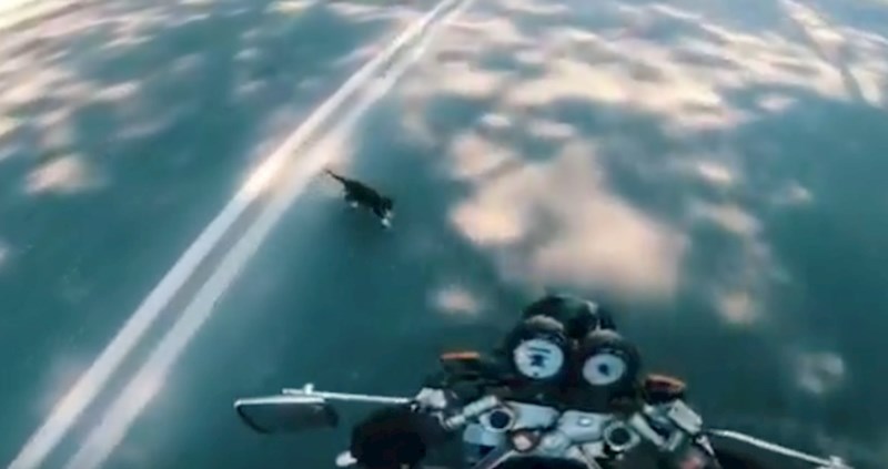 VIDEO Mačić se našao nasred ceste, a ovaj ljubazni motociklist ga je spasio