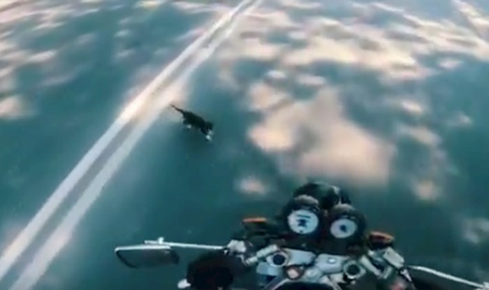 VIDEO Mačić se našao nasred ceste, a ovaj ljubazni motociklist ga je spasio
