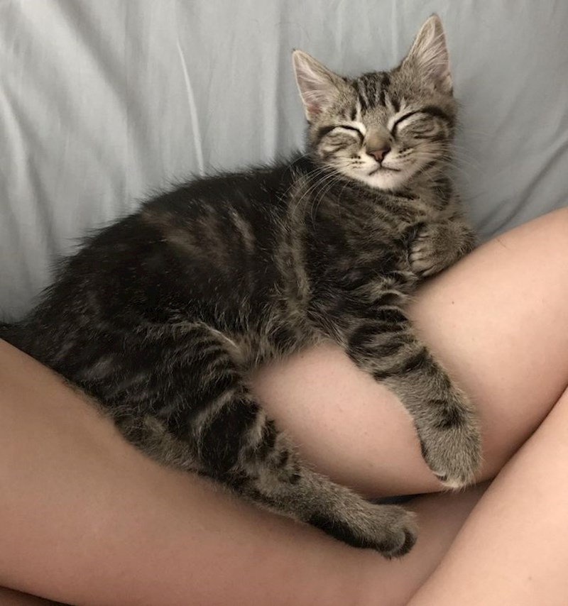 "Ustao sam po vodu i kad sam se vratio, moje se mačić prevrnuo, zagrlilo mi noge i vratio na spavanje."