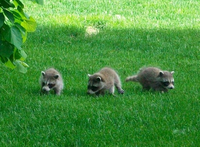 “3 bebe istražuju u mom dvorištu”