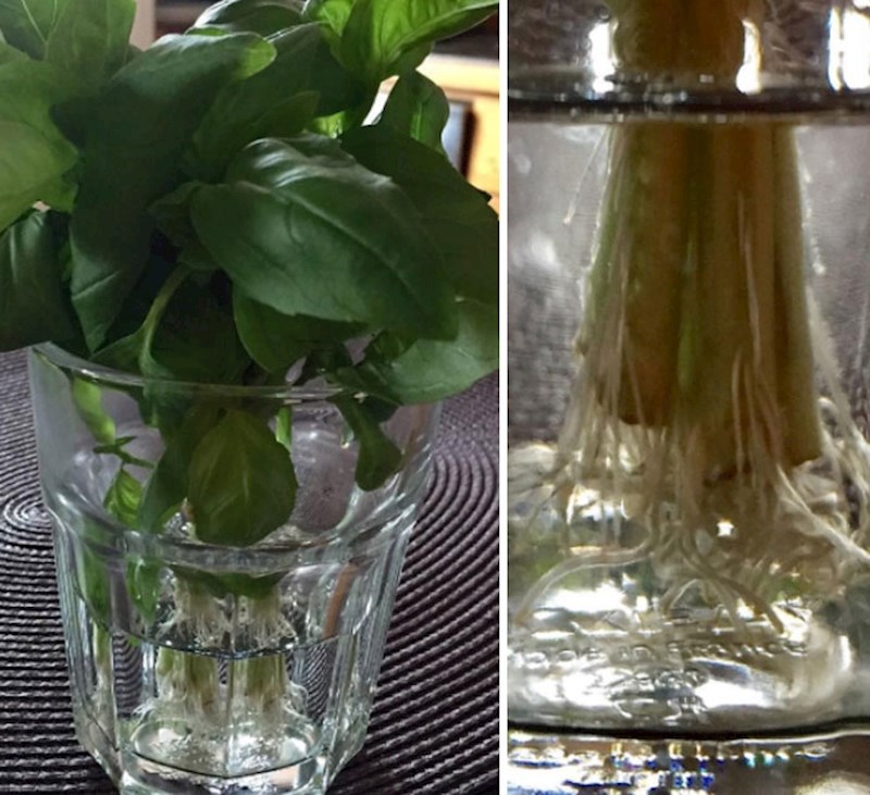 #8 Bosiljak i korijander.