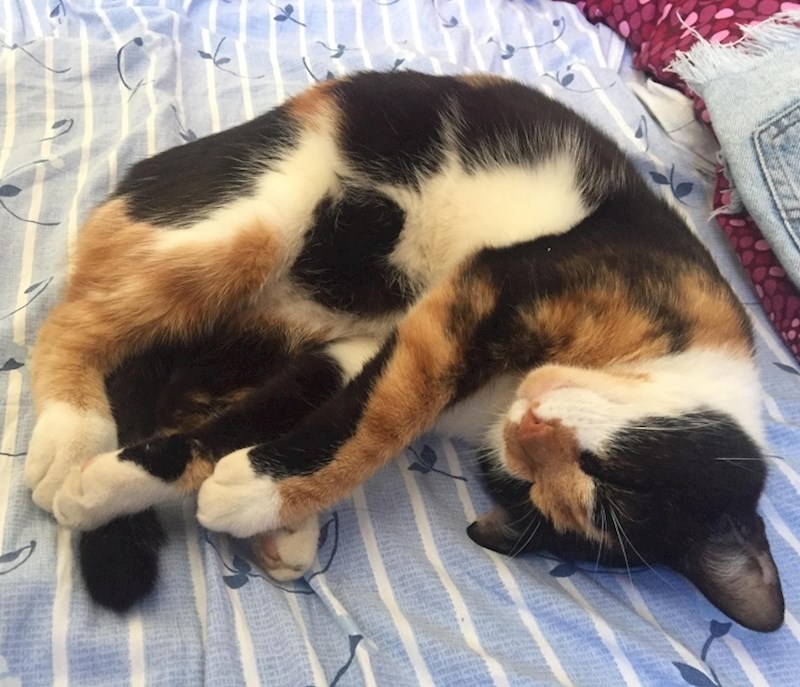 4. Mačke smanjuju rizik od bolesti srca.