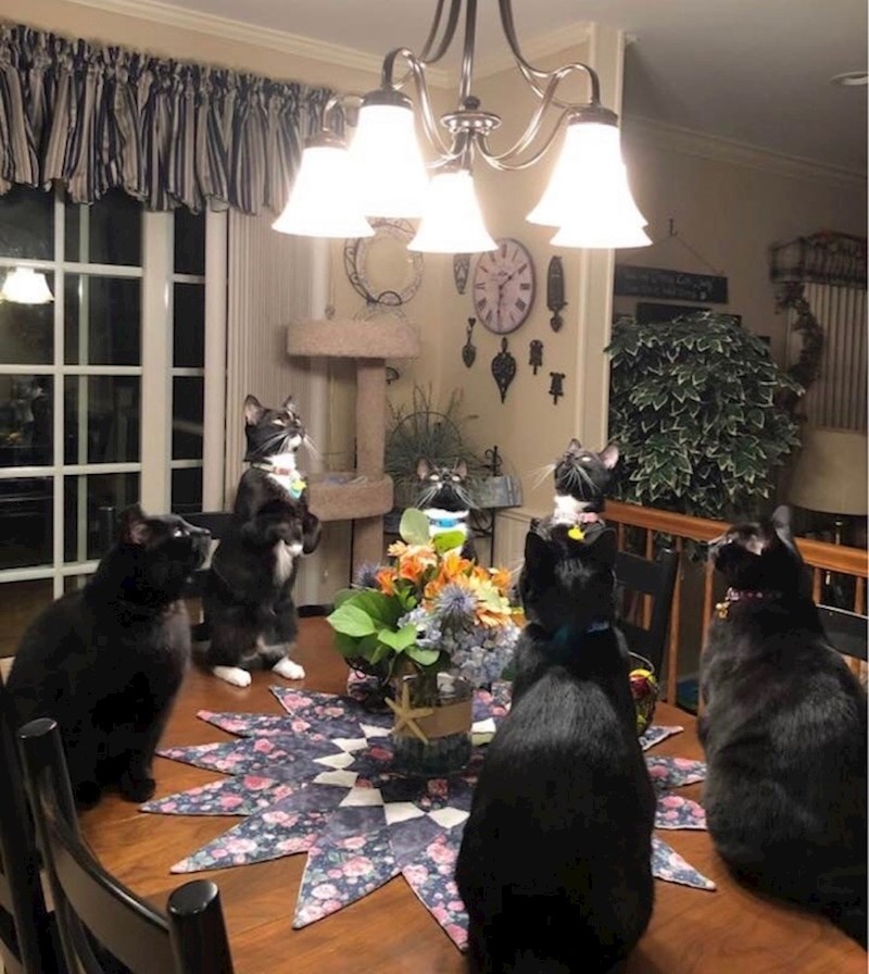 6. Mačke su naučile drevne Egipćane da obožavaju boga Sunca.