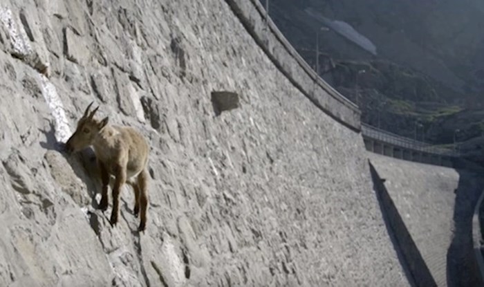 VIDEO Ove koze izvode vratolomije po 50 metara visokoj brani, pogledajte što traže