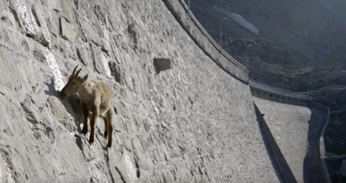 VIDEO Ove koze izvode vratolomije po 50 metara visokoj brani, pogledajte što traže