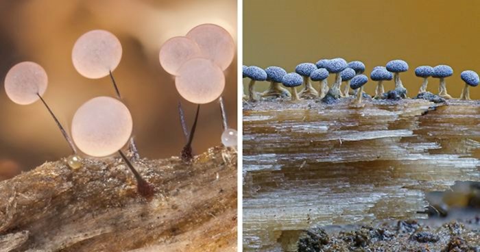 Fotografkinja pravi ekstremne mikro fotografije kako bi pokazala kako gljive mogu biti očaravajuće