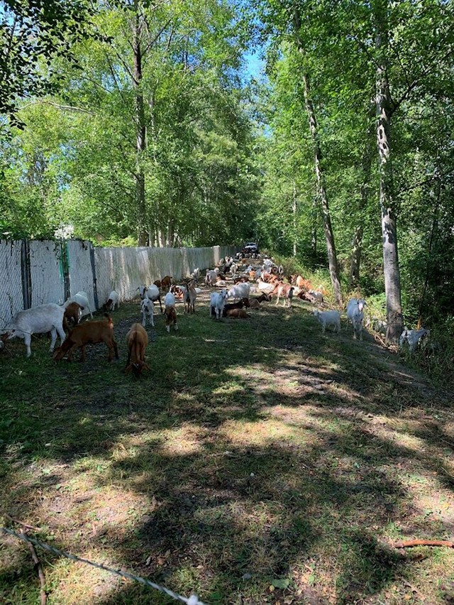"Moj stambeni kompleks iznajmio je 200 koza koje će pojesti travu na obrasloj stazi i iza naših zgrada!"