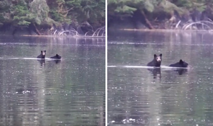 VIDEO Preslatki medvjedić ovog puta preko zaljeva ide na majčinim leđima