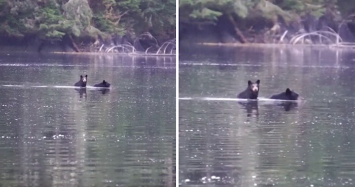 VIDEO Preslatki medvjedić ovog puta preko zaljeva ide na majčinim leđima
