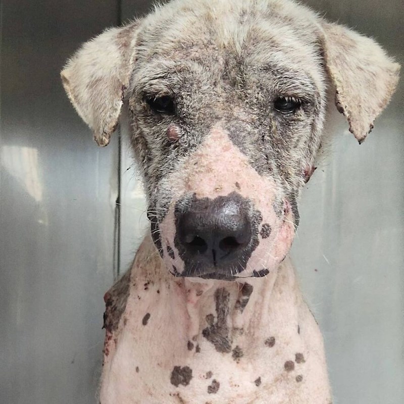 Aaron nije želio upasti u Homerov osobni prostor, pa bi sate provodio sjedeći kraj kaveza, pokušavajući pokazati Homeru da ljudi mogu biti ljubazni.